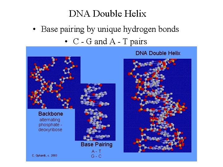DNA Double Helix • Base pairing by unique hydrogen bonds • C - G