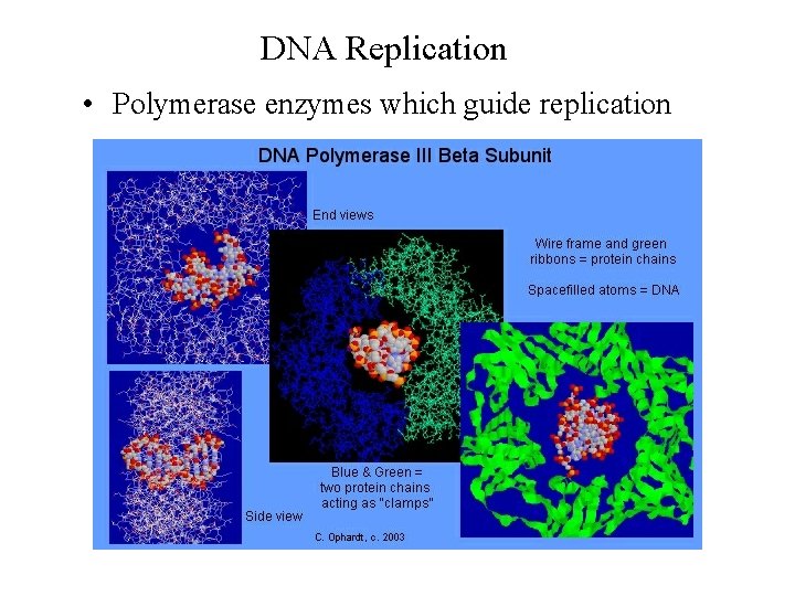 DNA Replication • Polymerase enzymes which guide replication 