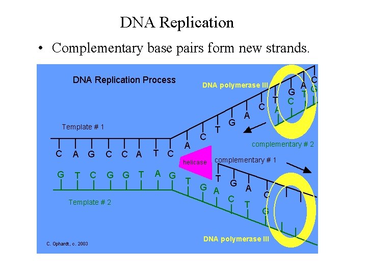 DNA Replication • Complementary base pairs form new strands. 