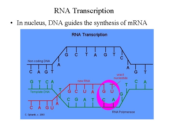 RNA Transcription • In nucleus, DNA guides the synthesis of m. RNA 