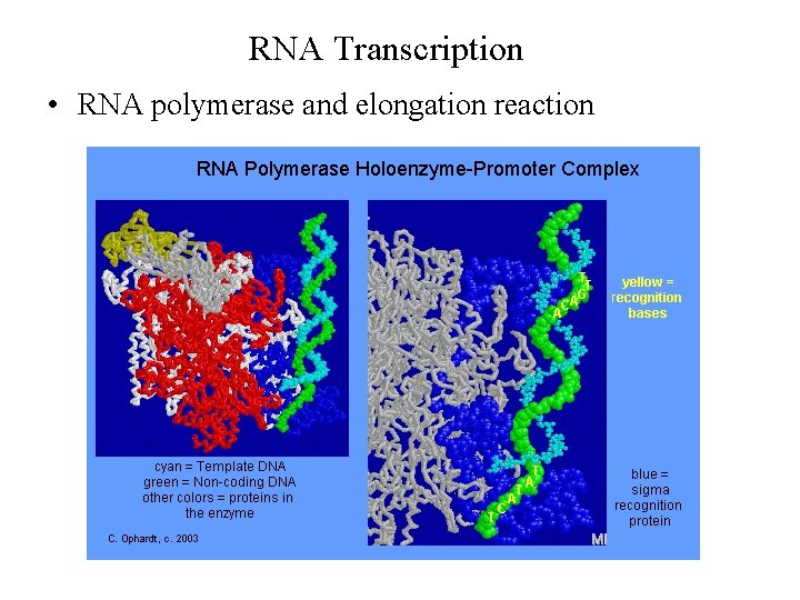 RNA Transcription • RNA polymerase and elongation reaction 