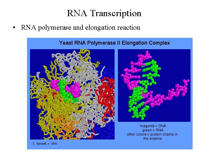 RNA Transcription • RNA polymerase and elongation reaction 