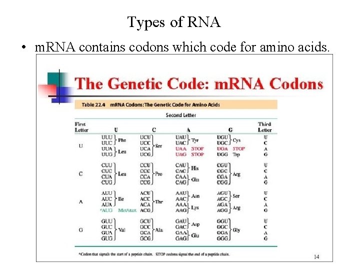 Types of RNA • m. RNA contains codons which code for amino acids. 