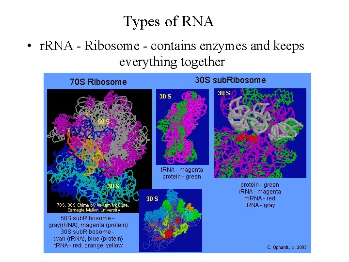 Types of RNA • r. RNA - Ribosome - contains enzymes and keeps everything