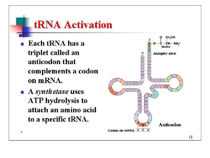 Types of RNA • t. RNA - Transfer RNA carries amino acid and read