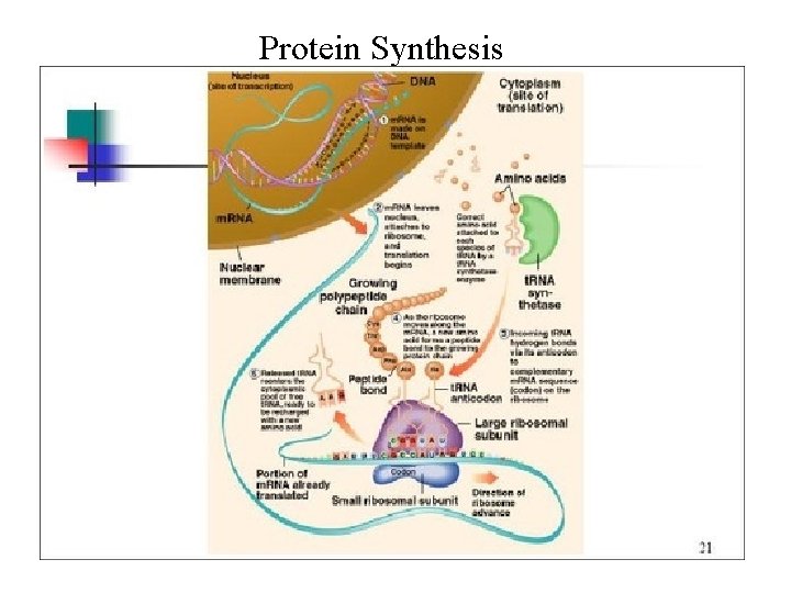 Protein Synthesis 