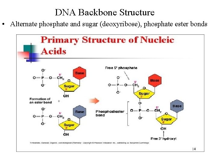 DNA Backbone Structure • Alternate phosphate and sugar (deoxyribose), phosphate ester bonds 