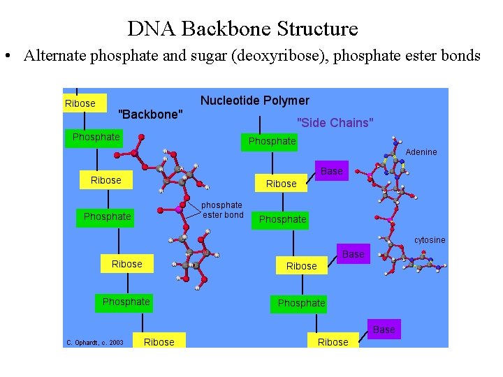 DNA Backbone Structure • Alternate phosphate and sugar (deoxyribose), phosphate ester bonds 
