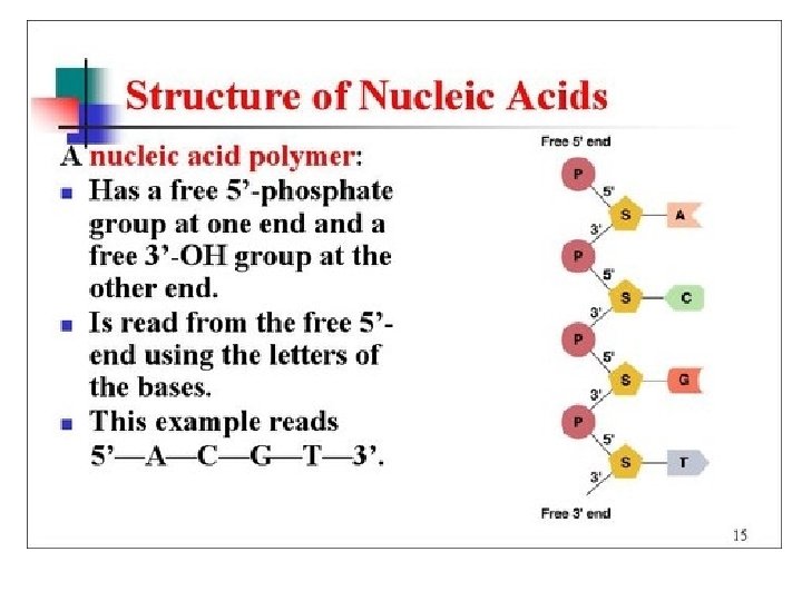 DNA RNA 