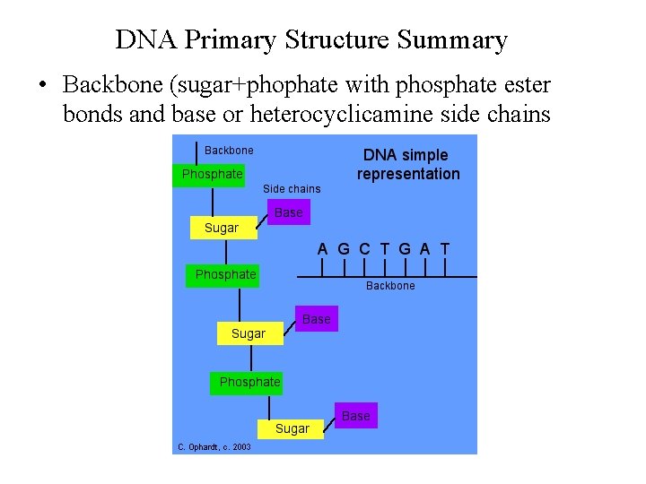 DNA Primary Structure Summary • Backbone (sugar+phophate with phosphate ester bonds and base or