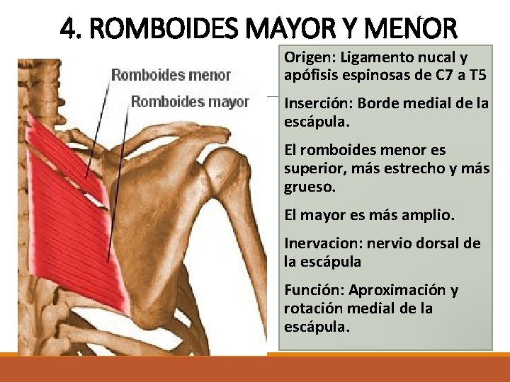 4. ROMBOIDES MAYOR Y MENOR Origen: Ligamento nucal y apófisis espinosas de C 7 4. ROMBOIDES MAYOR Y MENOR Origen: Ligamento nucal y apófisis espinosas de C 7