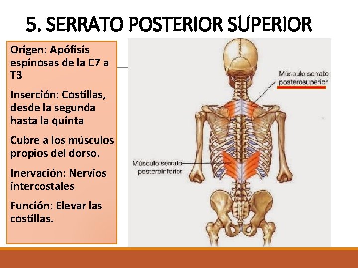 5. SERRATO POSTERIOR SUPERIOR Origen: Apófisis espinosas de la C 7 a T 3 5. SERRATO POSTERIOR SUPERIOR Origen: Apófisis espinosas de la C 7 a T 3