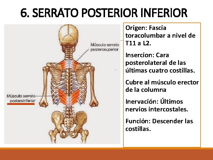 6. SERRATO POSTERIOR INFERIOR Origen: Fascia toracolumbar a nivel de T 11 a L 6. SERRATO POSTERIOR INFERIOR Origen: Fascia toracolumbar a nivel de T 11 a L
