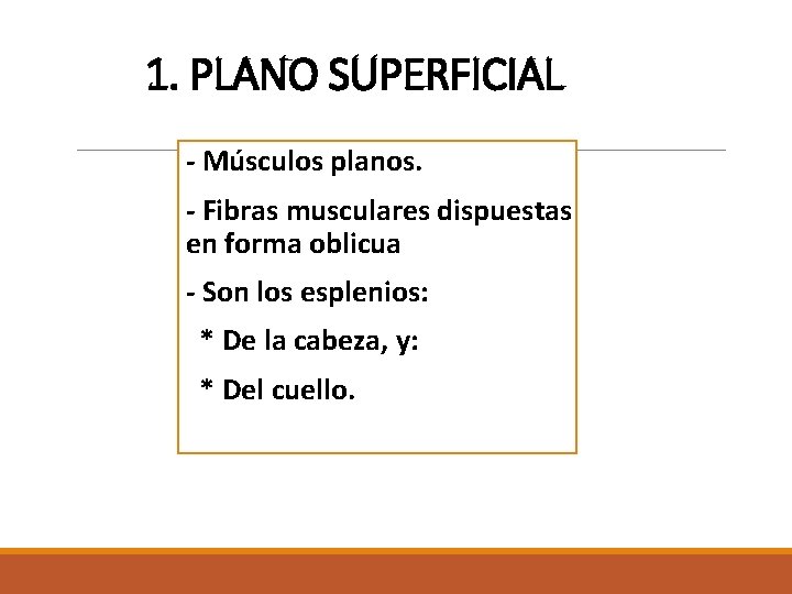 1. PLANO SUPERFICIAL - Músculos planos. - Fibras musculares dispuestas en forma oblicua - 1. PLANO SUPERFICIAL - Músculos planos. - Fibras musculares dispuestas en forma oblicua -