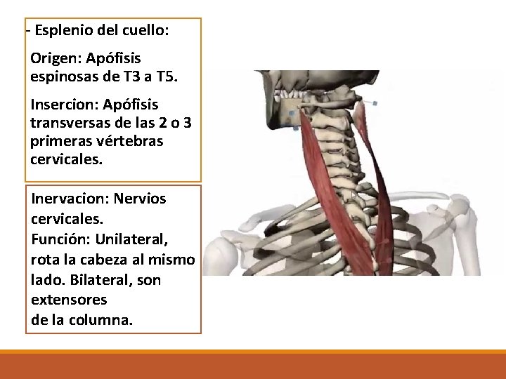 - Esplenio del cuello: Origen: Apófisis espinosas de T 3 a T 5. Insercion: - Esplenio del cuello: Origen: Apófisis espinosas de T 3 a T 5. Insercion:
