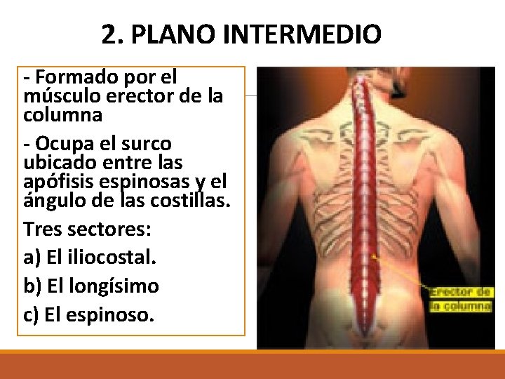 2. PLANO INTERMEDIO - Formado por el músculo erector de la columna - Ocupa 2. PLANO INTERMEDIO - Formado por el músculo erector de la columna - Ocupa