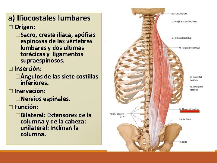 a) Iliocostales lumbares Origen: �Sacro, cresta iliaca, apófisis espinosas de las vértebras lumbares y a) Iliocostales lumbares Origen: �Sacro, cresta iliaca, apófisis espinosas de las vértebras lumbares y