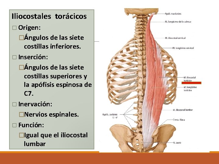 Iliocostales torácicos � Origen: �Ángulos de las siete costillas inferiores. � Inserción: �Ángulos de Iliocostales torácicos � Origen: �Ángulos de las siete costillas inferiores. � Inserción: �Ángulos de