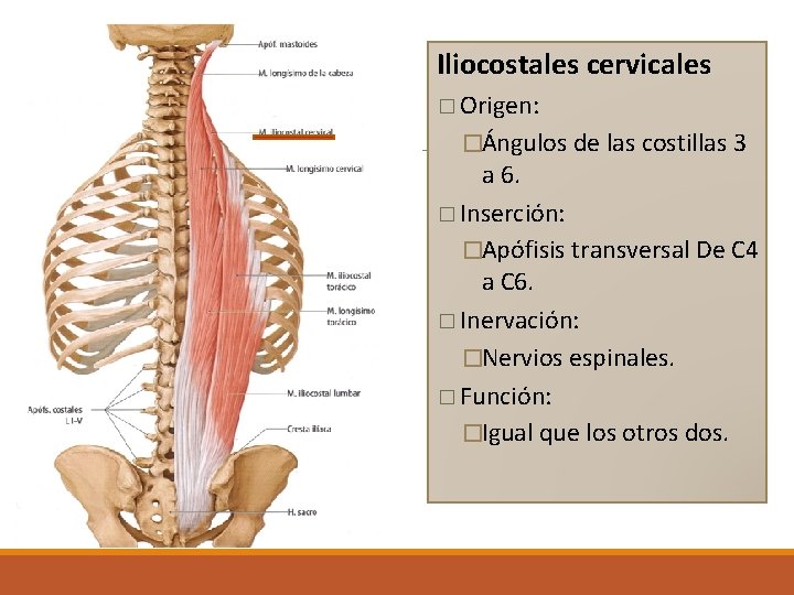 Iliocostales cervicales � Origen: �Ángulos de las costillas 3 a 6. � Inserción: �Apófisis Iliocostales cervicales � Origen: �Ángulos de las costillas 3 a 6. � Inserción: �Apófisis