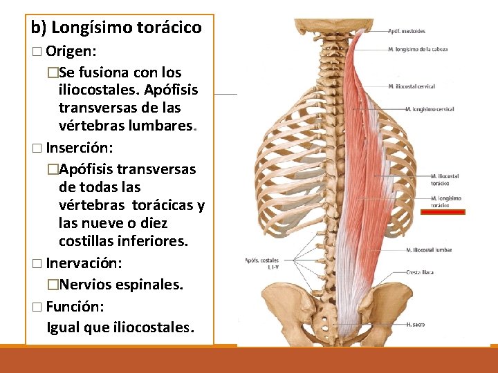 b) Longísimo torácico � Origen: �Se fusiona con los iliocostales. Apófisis transversas de las b) Longísimo torácico � Origen: �Se fusiona con los iliocostales. Apófisis transversas de las