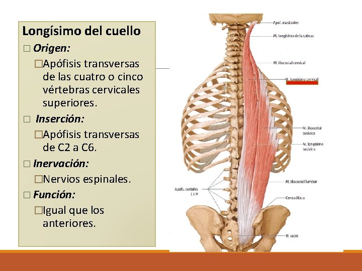 Longísimo del cuello � Origen: �Apófisis transversas de las cuatro o cinco vértebras cervicales Longísimo del cuello � Origen: �Apófisis transversas de las cuatro o cinco vértebras cervicales