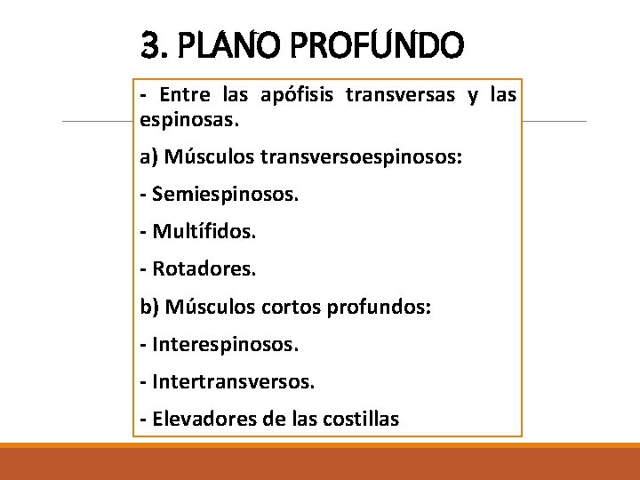 3. PLANO PROFUNDO - Entre las apófisis transversas y las espinosas. a) Músculos transversoespinosos: 3. PLANO PROFUNDO - Entre las apófisis transversas y las espinosas. a) Músculos transversoespinosos:
