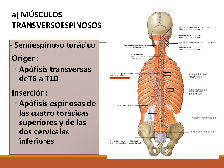 a) MÚSCULOS TRANSVERSOESPINOSOS - Semiespinoso torácico Origen: ◦ Apófisis transversas de. T 6 a a) MÚSCULOS TRANSVERSOESPINOSOS - Semiespinoso torácico Origen: ◦ Apófisis transversas de. T 6 a