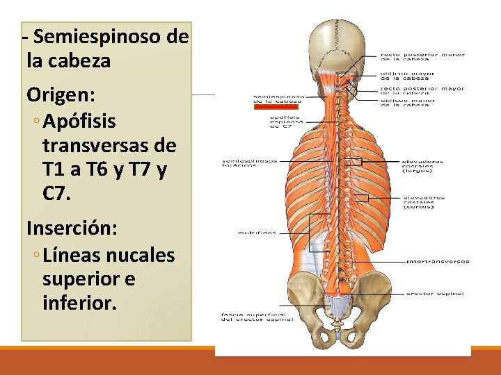 - Semiespinoso de la cabeza Origen: ◦ Apófisis transversas de T 1 a T - Semiespinoso de la cabeza Origen: ◦ Apófisis transversas de T 1 a T