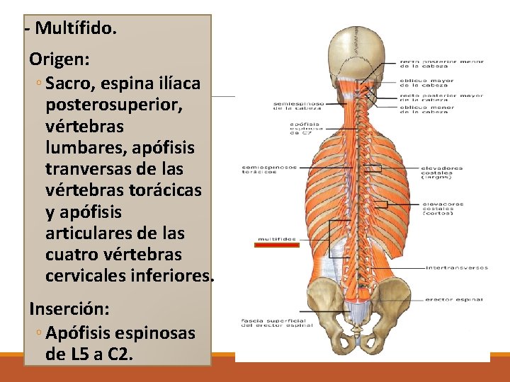 - Multífido. Origen: ◦ Sacro, espina ilíaca posterosuperior, vértebras lumbares, apófisis tranversas de las - Multífido. Origen: ◦ Sacro, espina ilíaca posterosuperior, vértebras lumbares, apófisis tranversas de las