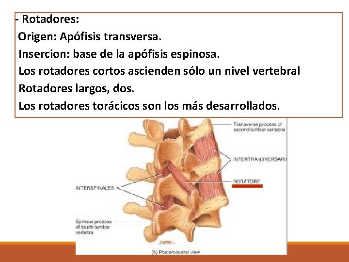 - Rotadores: Origen: Apófisis transversa. Insercion: base de la apófisis espinosa. Los rotadores cortos - Rotadores: Origen: Apófisis transversa. Insercion: base de la apófisis espinosa. Los rotadores cortos