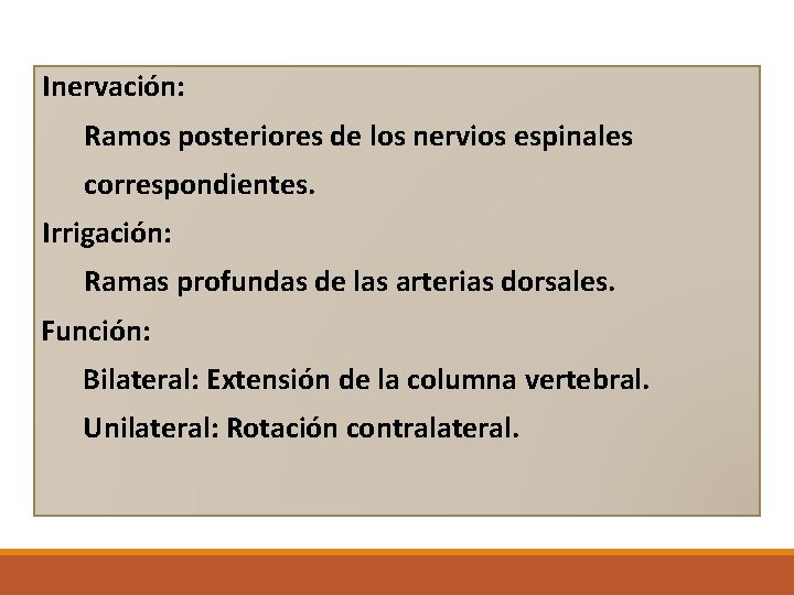 Inervación: Ramos posteriores de los nervios espinales correspondientes. Irrigación: Ramas profundas de las arterias Inervación: Ramos posteriores de los nervios espinales correspondientes. Irrigación: Ramas profundas de las arterias