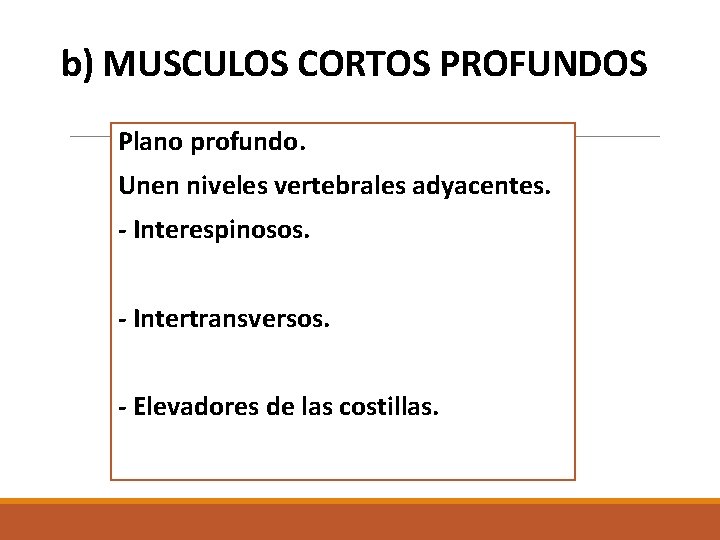 b) MUSCULOS CORTOS PROFUNDOS Plano profundo. Unen niveles vertebrales adyacentes. - Interespinosos. - Intertransversos. b) MUSCULOS CORTOS PROFUNDOS Plano profundo. Unen niveles vertebrales adyacentes. - Interespinosos. - Intertransversos.
