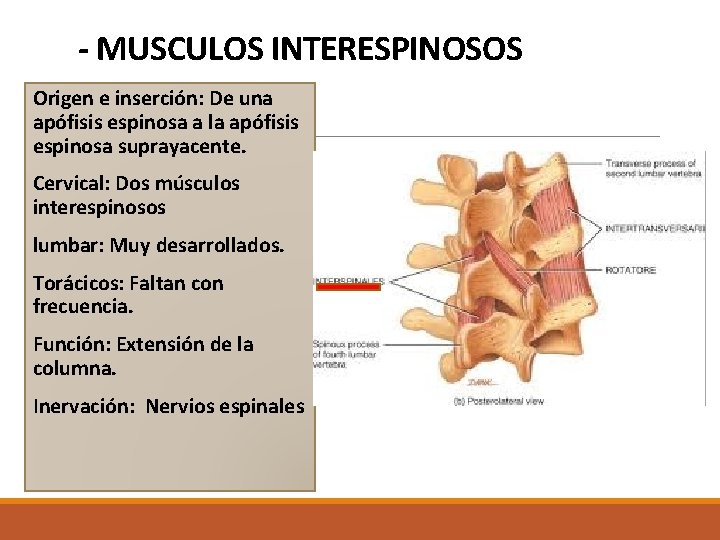 - MUSCULOS INTERESPINOSOS Origen e inserción: De una apófisis espinosa a la apófisis espinosa - MUSCULOS INTERESPINOSOS Origen e inserción: De una apófisis espinosa a la apófisis espinosa