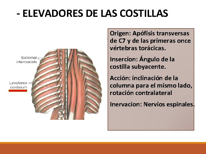 - ELEVADORES DE LAS COSTILLAS Origen: Apófisis transversas de C 7 y de las - ELEVADORES DE LAS COSTILLAS Origen: Apófisis transversas de C 7 y de las