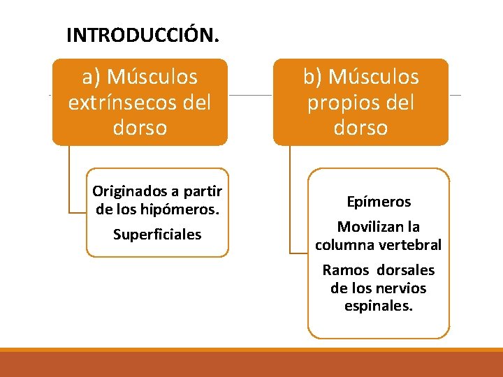 INTRODUCCIÓN. a) Músculos extrínsecos del dorso Originados a partir de los hipómeros. Superficiales b) INTRODUCCIÓN. a) Músculos extrínsecos del dorso Originados a partir de los hipómeros. Superficiales b)