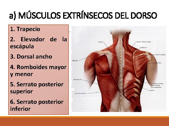 a) MÚSCULOS EXTRÍNSECOS DEL DORSO 1. Trapecio 2. Elevador de la escápula 3. Dorsal a) MÚSCULOS EXTRÍNSECOS DEL DORSO 1. Trapecio 2. Elevador de la escápula 3. Dorsal