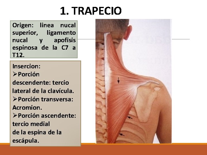 1. TRAPECIO Origen: linea nucal superior, ligamento nucal y apofisis espinosa de la C 1. TRAPECIO Origen: linea nucal superior, ligamento nucal y apofisis espinosa de la C