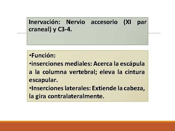 Inervación: Nervio accesorio (XI par craneal) y C 3 -4. • Función: • inserciones Inervación: Nervio accesorio (XI par craneal) y C 3 -4. • Función: • inserciones