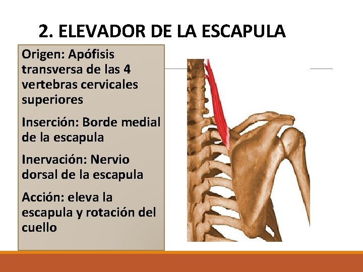 UNIVERSIDAD AUTNOMA DEL ESTADO DE MXICO FACULTAD DE