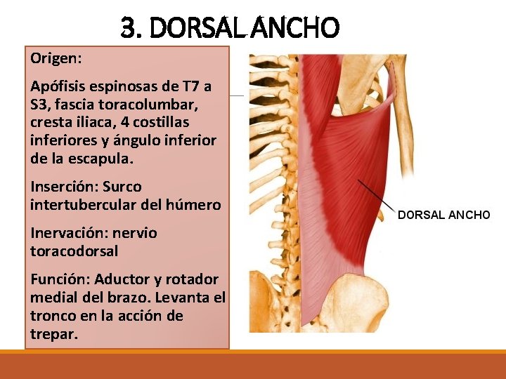 3. DORSAL ANCHO Origen: Apófisis espinosas de T 7 a S 3, fascia toracolumbar, 3. DORSAL ANCHO Origen: Apófisis espinosas de T 7 a S 3, fascia toracolumbar,