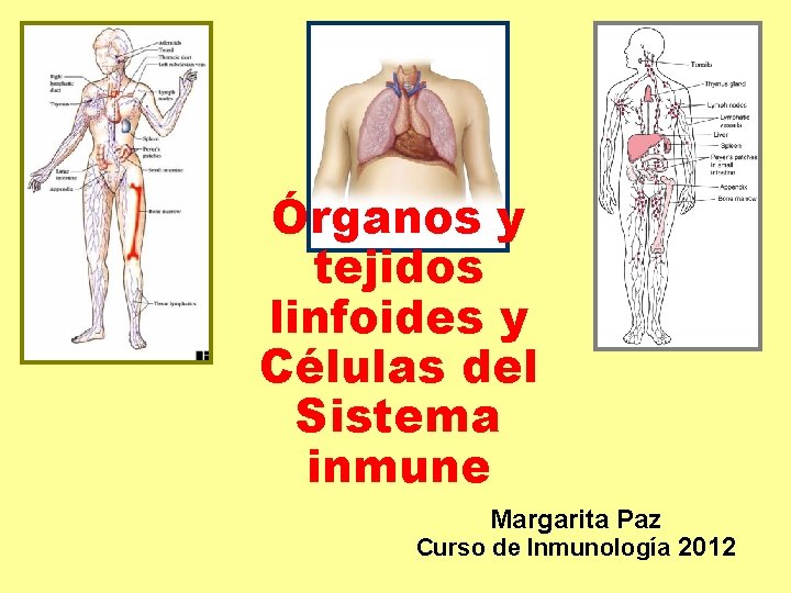 Órganos y tejidos linfoides y Células del Sistema inmune Margarita Paz Curso de Inmunología Órganos y tejidos linfoides y Células del Sistema inmune Margarita Paz Curso de Inmunología