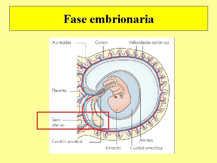 Fase embrionaria Fase embrionaria
