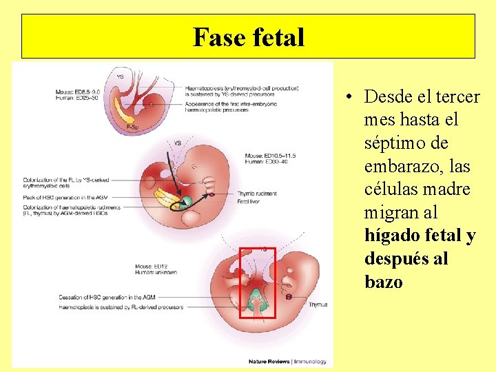 Fase fetal • Desde el tercer mes hasta el séptimo de embarazo, las células Fase fetal • Desde el tercer mes hasta el séptimo de embarazo, las células