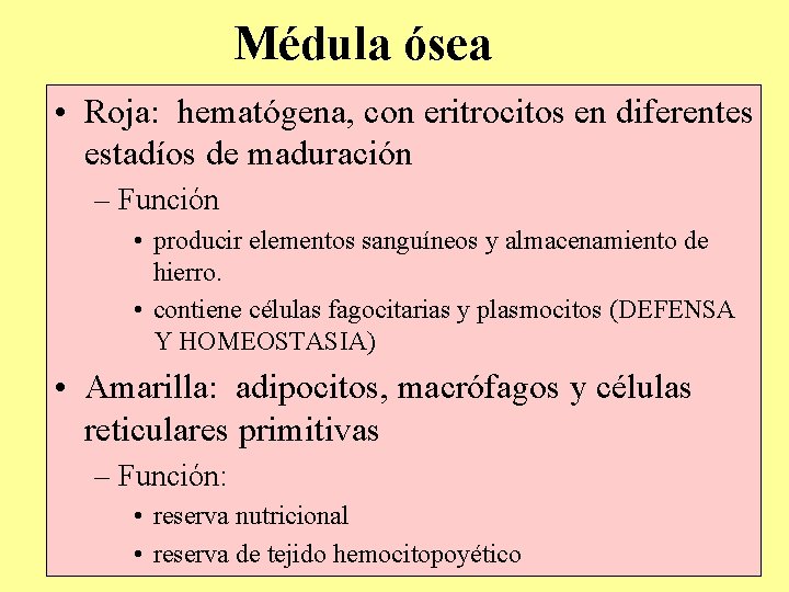 Médula ósea • Roja: hematógena, con eritrocitos en diferentes estadíos de maduración – Función Médula ósea • Roja: hematógena, con eritrocitos en diferentes estadíos de maduración – Función