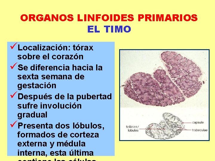 ORGANOS LINFOIDES PRIMARIOS EL TIMO üLocalización: tórax sobre el corazón üSe diferencia hacia la ORGANOS LINFOIDES PRIMARIOS EL TIMO üLocalización: tórax sobre el corazón üSe diferencia hacia la