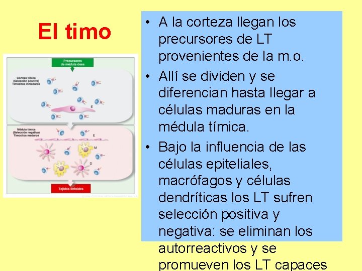 El timo • A la corteza llegan los precursores de LT provenientes de la El timo • A la corteza llegan los precursores de LT provenientes de la