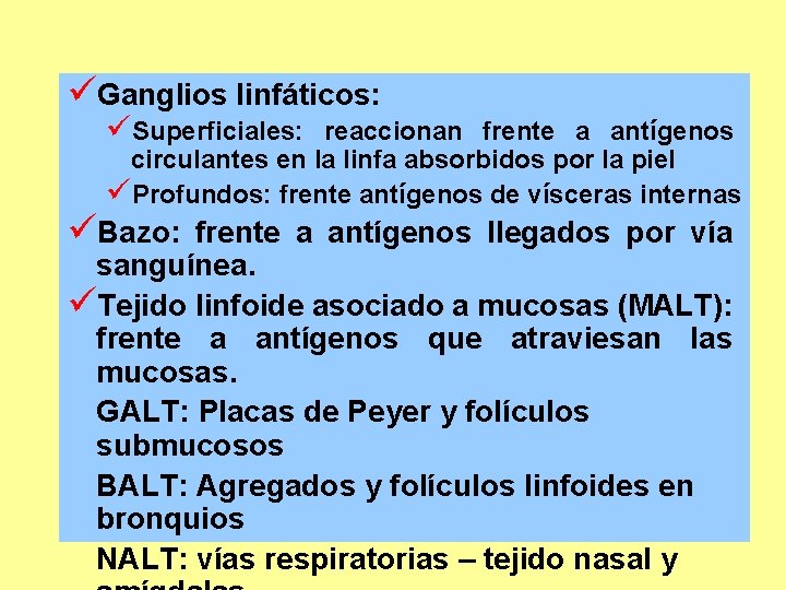 üGanglios linfáticos: üSuperficiales: reaccionan frente a antígenos circulantes en la linfa absorbidos por la üGanglios linfáticos: üSuperficiales: reaccionan frente a antígenos circulantes en la linfa absorbidos por la