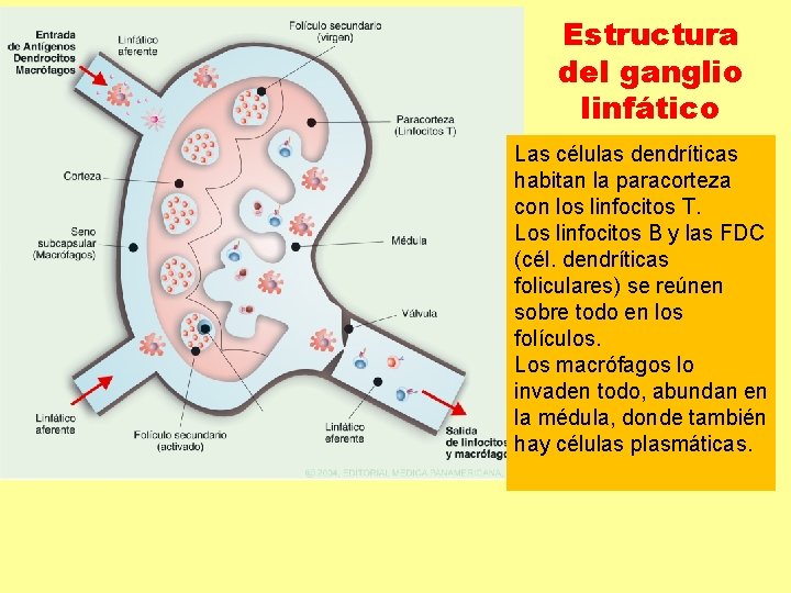 Estructura del ganglio linfático Las células dendríticas habitan la paracorteza con los linfocitos T. Estructura del ganglio linfático Las células dendríticas habitan la paracorteza con los linfocitos T.