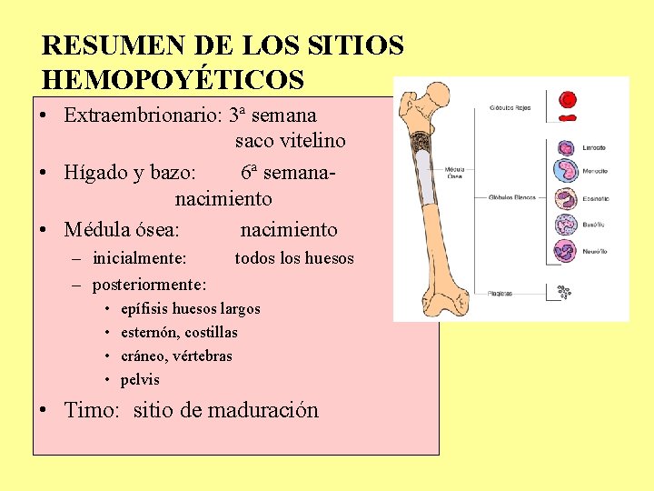 RESUMEN DE LOS SITIOS HEMOPOYÉTICOS • Extraembrionario: 3ª semana saco vitelino • Hígado y RESUMEN DE LOS SITIOS HEMOPOYÉTICOS • Extraembrionario: 3ª semana saco vitelino • Hígado y