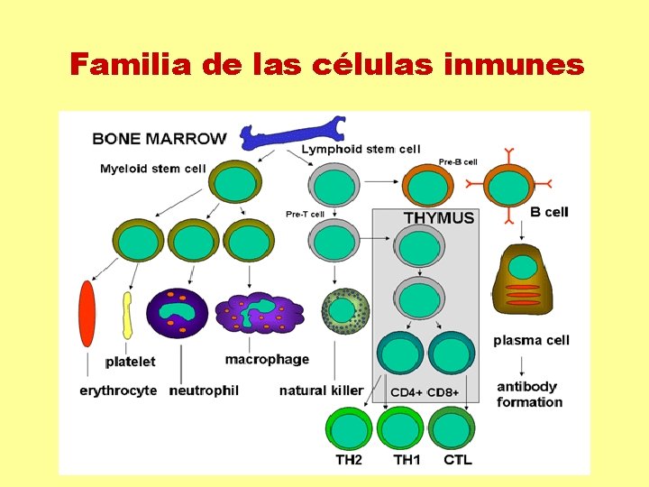 Familia de las células inmunes Familia de las células inmunes